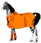 Polpetta